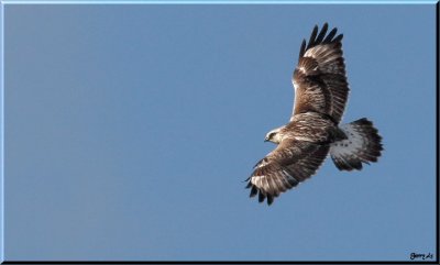 Rough-Legged Hawk