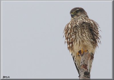 Male Merlin