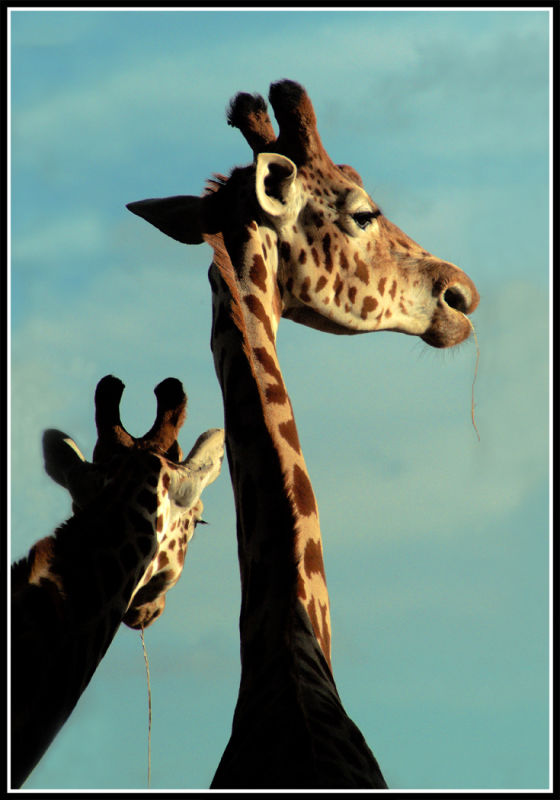 Giraffes.