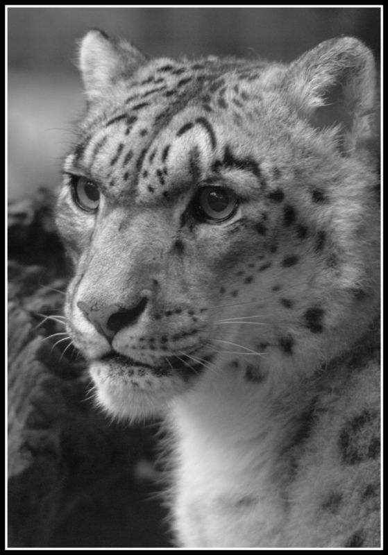 Snow Leopard.