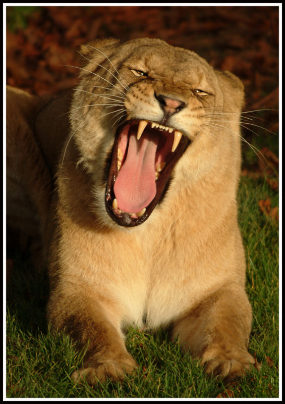Lion