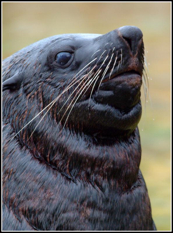 SeaLion