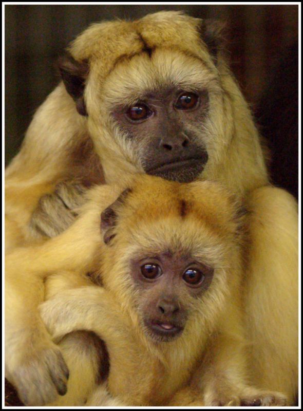 Howler Monkeys.