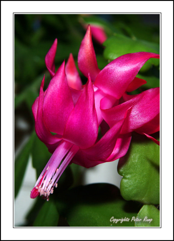 Christmas Cactus.