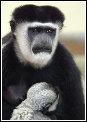 Mother & Baby Colobus.