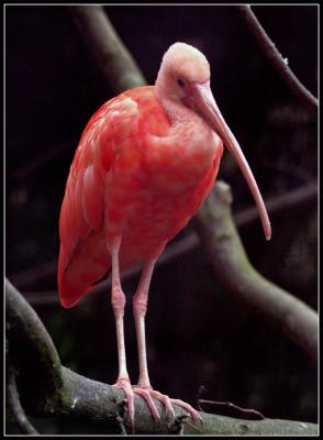 Scarlet-ibis.