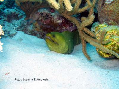 Moreia Verde ( Green Moray )