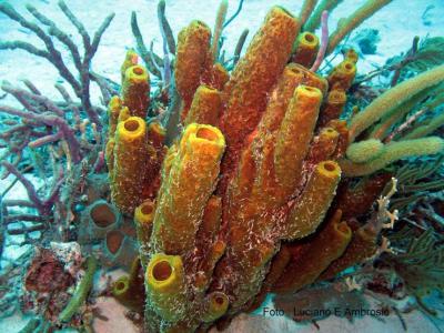 Esponjas Amarelas ( Yellow Tube Sponge )