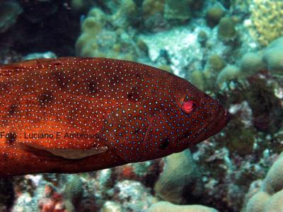 Garoupinha ( Epinephelus fulvus )