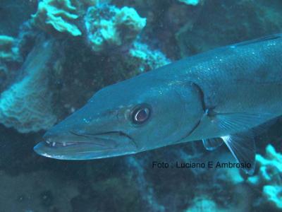 Barracuda
