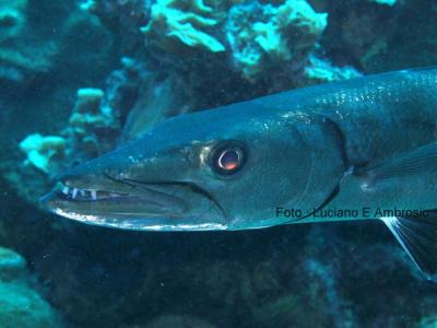 Barracuda
