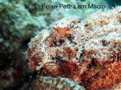 Peixe Pedra ( Scorpion Fish )