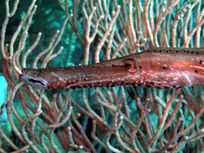 Trombeta ( Trumpetfish )