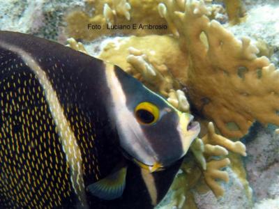 Frade Juvenil ( French Angelfish juvenile )