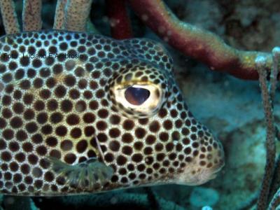 Spotted Trunkfish
