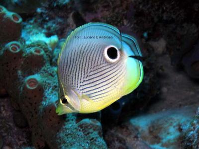 Borboleta ( Foureye Butterflyfish )