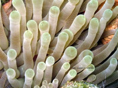Anmona ( Anemone )