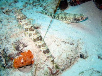 Peixe Lagarto ( Sand Fish )