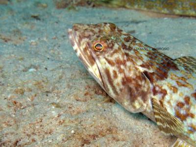 Close-up Peixe Lagarto