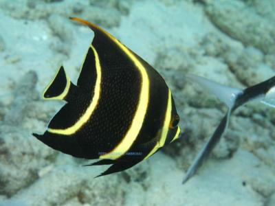 Frade Juvenil ( French Angelfish juvenile )