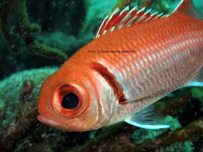 Blackbar Soldierfish
