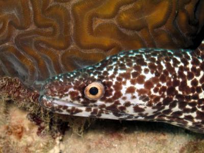Moria Pintada ( Spotted Moray )