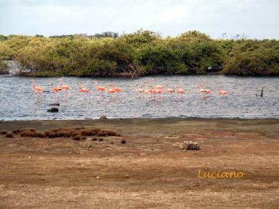 Flamingos