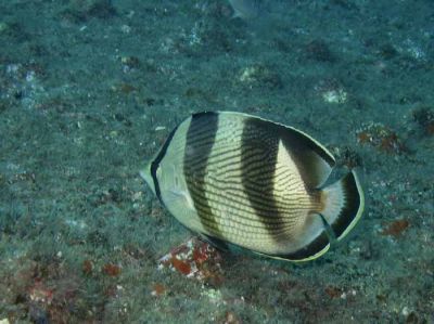 Peixe Borboleta