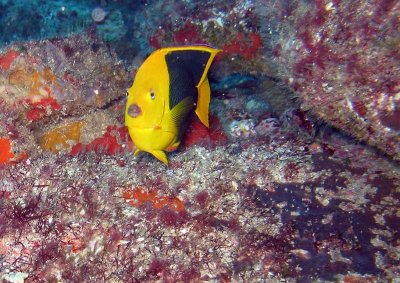 Holocanthus tricolor