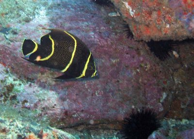 Frade em fase Juvenil ( Gray angelfish )