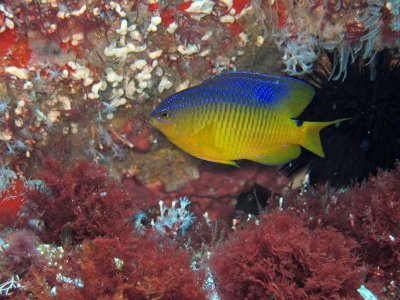 Cocoa damselfish juvenil