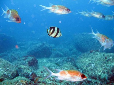 Peixe Borbolete ( Banded butterflyfish )