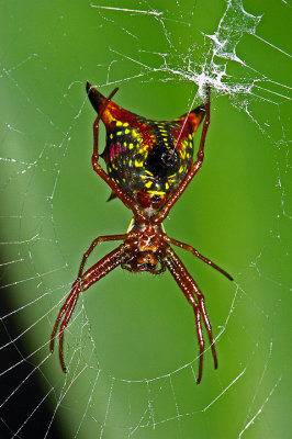 Arrow Spider