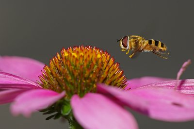 Hover Fly and Coneflower