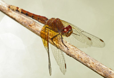 Dragon Fly with Corruscation on the Water .jpg