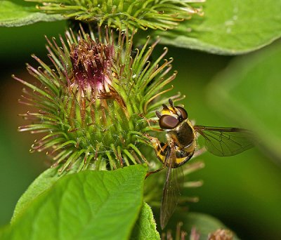 Hoverfly on Burdock .jpg