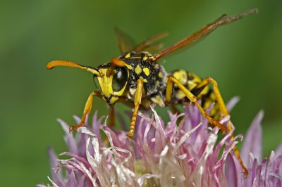 Wasp on Chive Flower .jpg