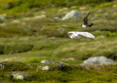 Snowy Owl