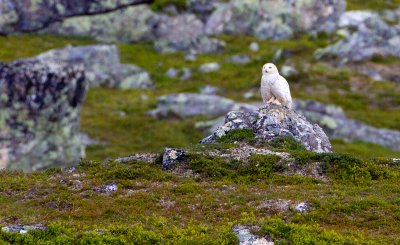 Snowy Owl