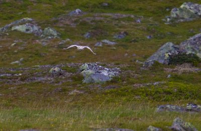 Snowy Owl