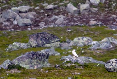 Snowy Owl