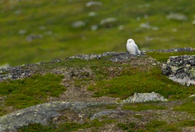 Snowy Owl
