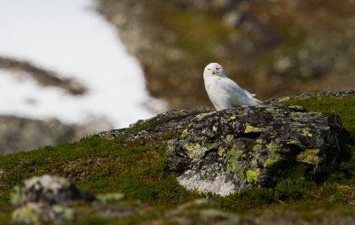 Snowy Owl