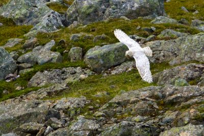 Snowy Owl