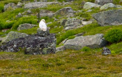 Snowy Owl