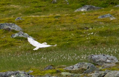 Snowy Owl