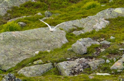 Snowy Owl