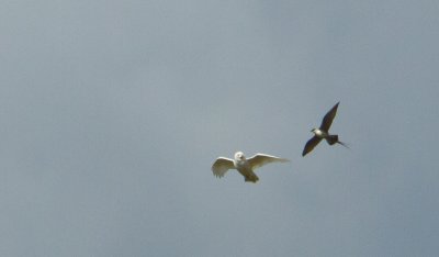 Snowy Owl