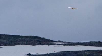 Snowy Owl