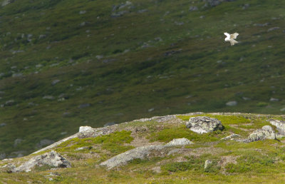 Snowy Owl